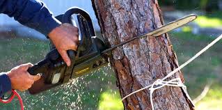 Trusted Artesia, NM Tree Care Experts