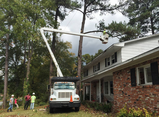 Best Tree Cabling and Bracing  in Artesia, NM