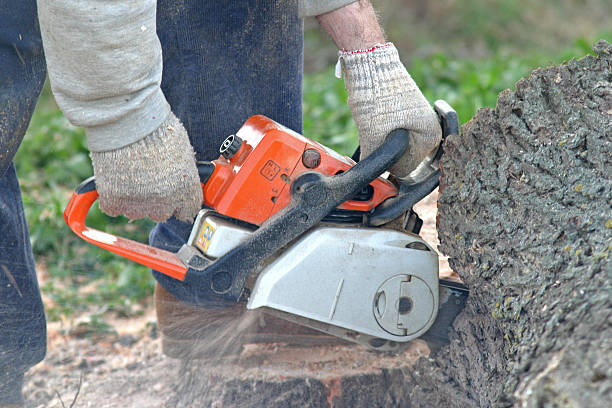 How Our Tree Care Process Works  in  Artesia, NM