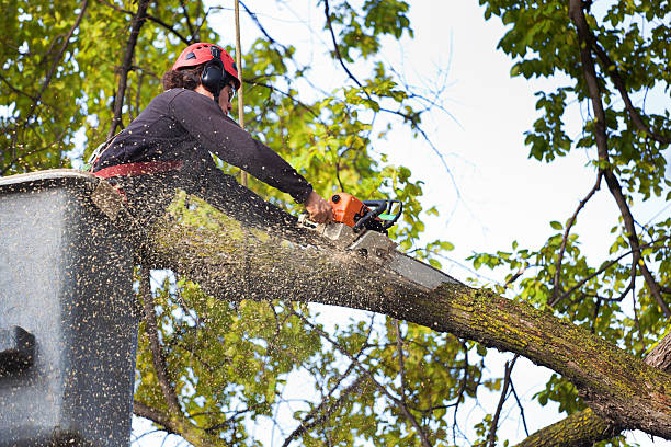 Best Hazardous Tree Removal  in Artesia, NM