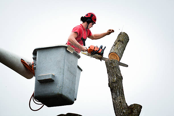 Best Root Management and Removal  in Artesia, NM