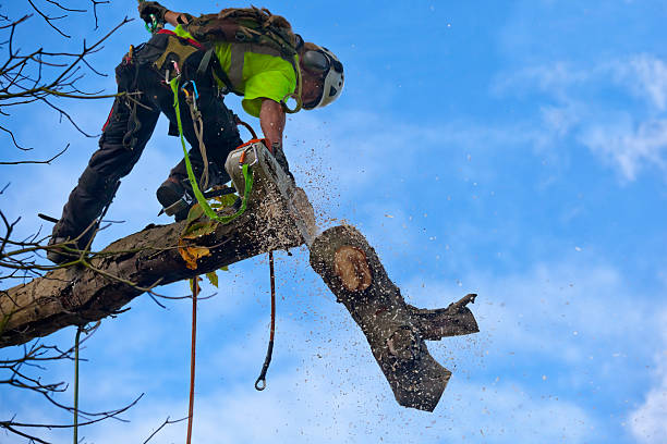 Mulching Services in Artesia, NM