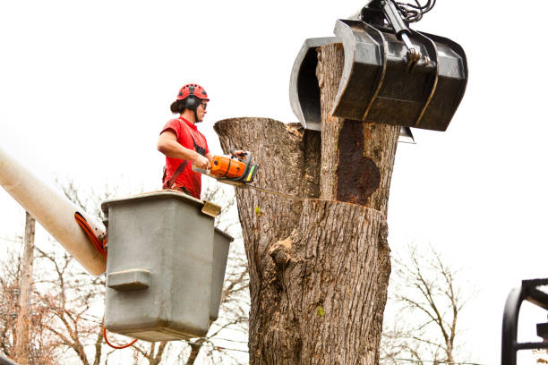 Best Firewood Processing and Delivery  in Artesia, NM
